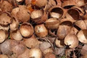 5 Manfaat Cangkang Kelapa Tak Terduga: Nomor 3 Mengejutkan!