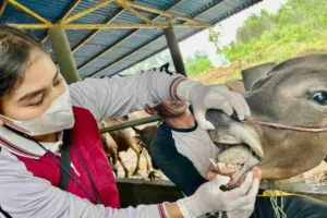 720 Sapi Diperiksa, Puluhan Tak Layak Kurban Iduladha Tanjungpinang