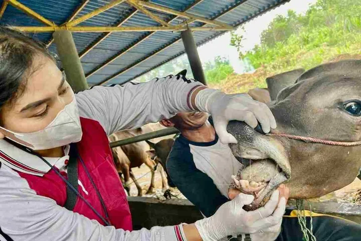 720 Sapi Diperiksa, Puluhan Tak Layak Kurban Iduladha Tanjungpinang