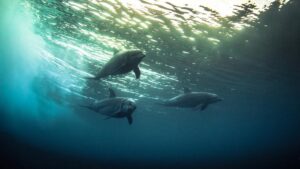 Atraksi Lumba-Lumba Ditutup! Selamat Tinggal Penyiksaan Hewan