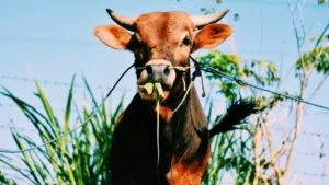 Berkurban Idul Adha: Sekali Seumur Hidup atau Lebih? Penjelasan Buya Yahya