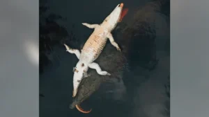 Buaya Raksasa Bawa Mangsa: Video Mengerikan Viral di Medsos