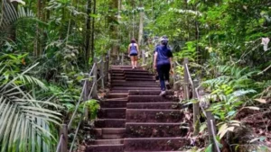 Bukit Timah Singapura: 6 Fakta Menarik, Hiking & Titik Tertinggi
