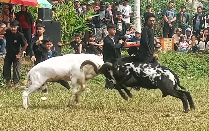 Domba Garut: Ketangkasan Unik, Budaya Lestari, Cuan Mengalir