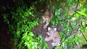 Dua Bayi Harimau Sumatera Baru Lahir: Harapan Baru Konservasi