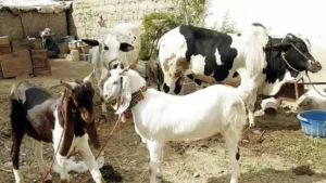 Hikmah Kurban Idul Adha 2025: Inspirasi Amal Saleh Menuju Ridho Ilahi