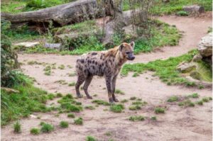 Hyena Tutul: Penampakan Langka Setelah 5000 Tahun Hilang