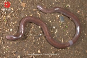 Kadal Buta Misterius: Spesies Baru Ditemukan di Pulau Buton