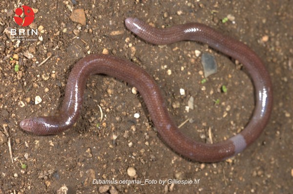 Kadal Buta Misterius: Spesies Baru Ditemukan di Pulau Buton