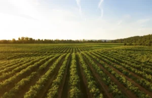 Kuasai IPA Kelas 9: Rahasia Tanah & Kehidupan Berkelanjutan