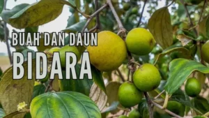 Manfaat Daun Bidara: Rahasia Kesehatan Terungkap, Wajib Coba!