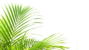 Manfaat Daun Kelapa: Rahasia Kesehatan & Kehidupan Sehari-hari