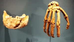 Manusia Purba: Rahasia Kekuatan & Kemampuan Panjat Luar Biasa