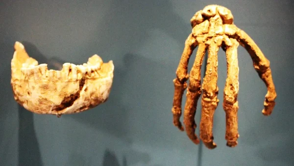 Manusia Purba: Rahasia Kekuatan & Kemampuan Panjat Luar Biasa