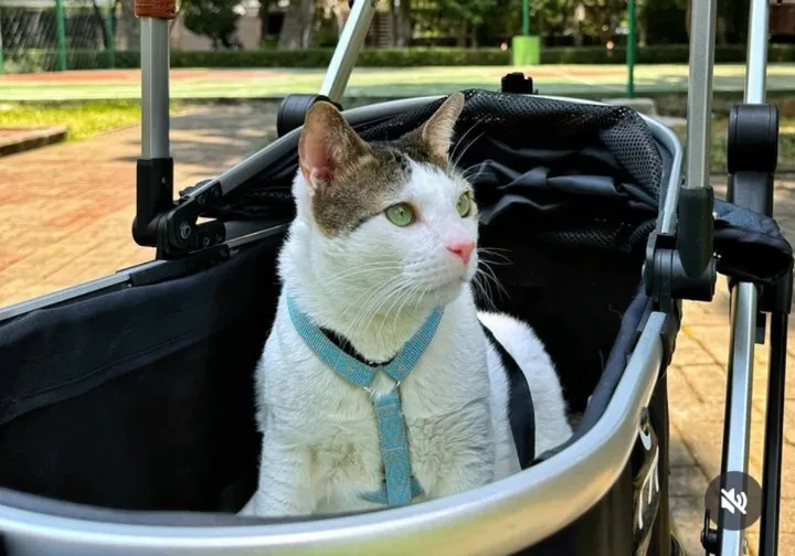 PM Australia Beri Kucing Kesayangan Prabowo Kalung Mewah Merah