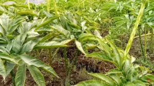 Panduan Lengkap Masa Tanam & Panen Porang Untuk Pemula