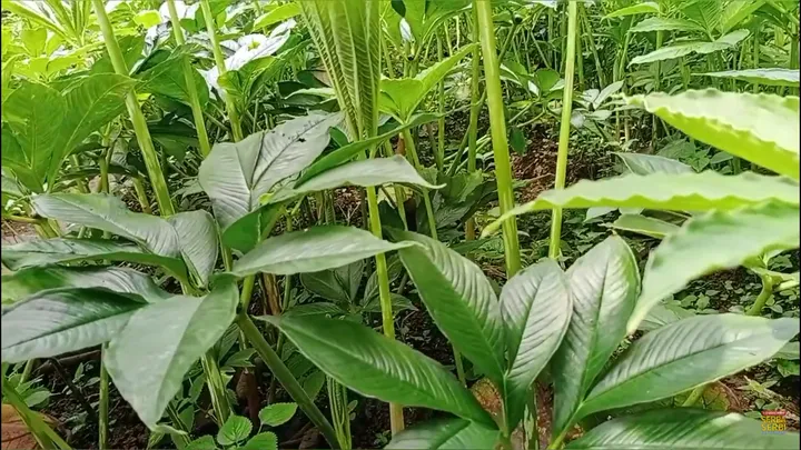 Panen Porang Setiap Tahun? Rahasia Budidaya Lahan Sempit!