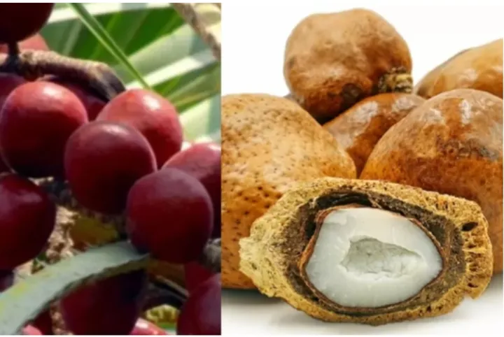 Rahasia Buah Zuriat: Manfaat Luar Biasa Menurut dr. Zaidul Akbar