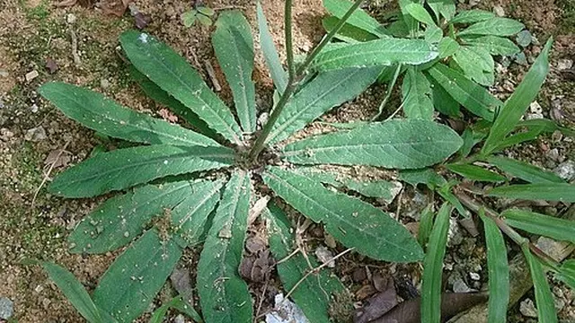 Rahasia Motif Tapak Liman: Pesona Batik Betawi Asli
