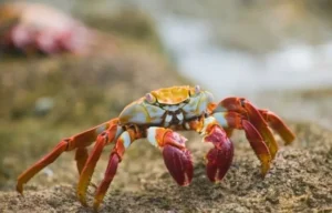 Ramalan Zodiak Cancer Kamis 22 Agustus 2024: Sukses Besar Menanti Anda