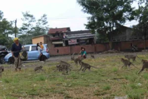 Rest Area Candi Batur: Ribuan Monyet, Istirahat Menyegarkan Pemalang