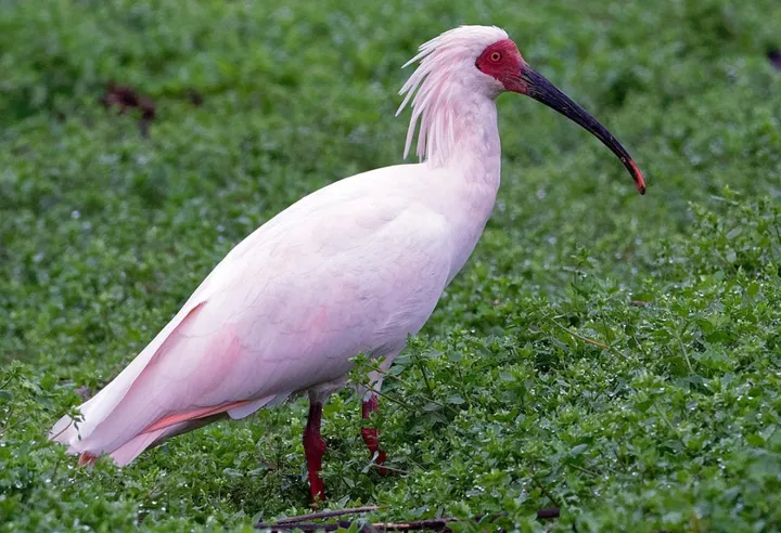 Temukan Keanekaragaman Hayati Burung Indonesia: Spesies Baru Ditemukan!