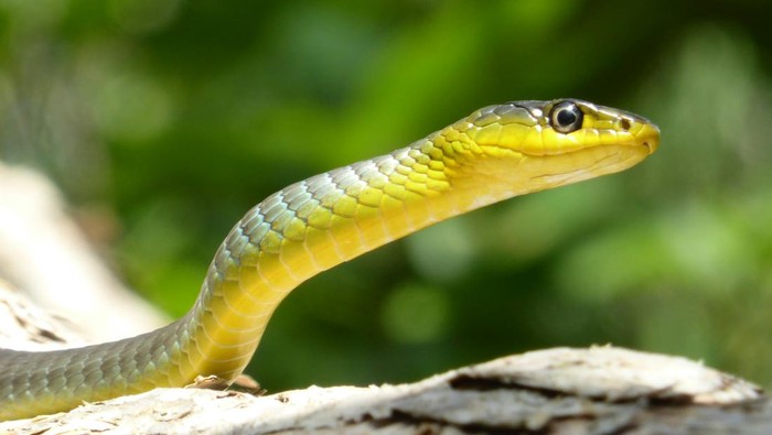 Usir Ular dari Rumahmu: 11 Bahan Alami Ampuh