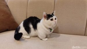 Aksi Kocak: Kucing Gemoy Main di Cat Lounge SCBD