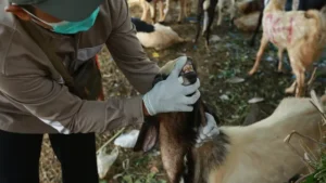 Buya Yahya & UAS: Hukum Panitia Ambil Daging Kurban?