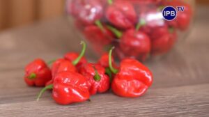 Cabai Jambu Air IPB: 500x Lebih Pedas!