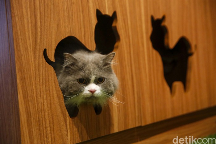 Misteri Kucing Cair: Sains Jelaskan Fenomena Unik Ini