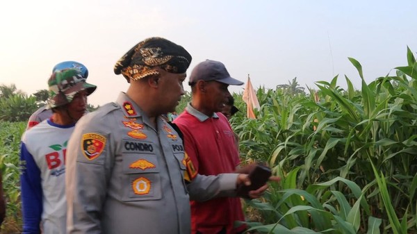 Polres Serang: Revolusi Jagung 305 Hektare Tahun 2025