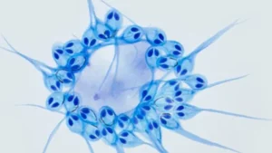 Rahasia Hewan Ajaib: Hidup Tanpa Oksigen? Temukan Jawabannya!