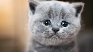 Rahasia Menggemaskan Bayi Mamalia: Inilah Penjelasan Ilmiahnya